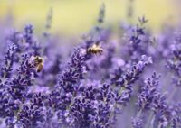 Create a Bee-Friendly Garden