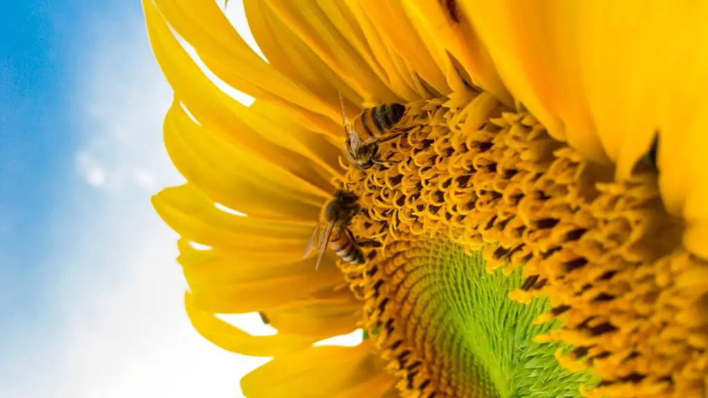 a sunflower with bees