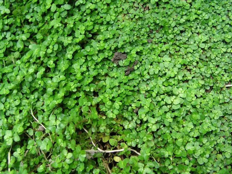 Best Ground Cover Plants To Walk On - Landscape Fix