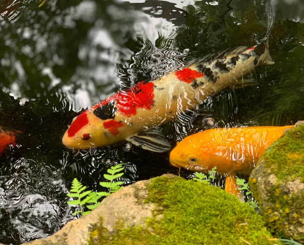 Backyard Pond Ecosystem Landscape Fix