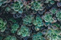 Best Ground Cover Plants To Walk On
