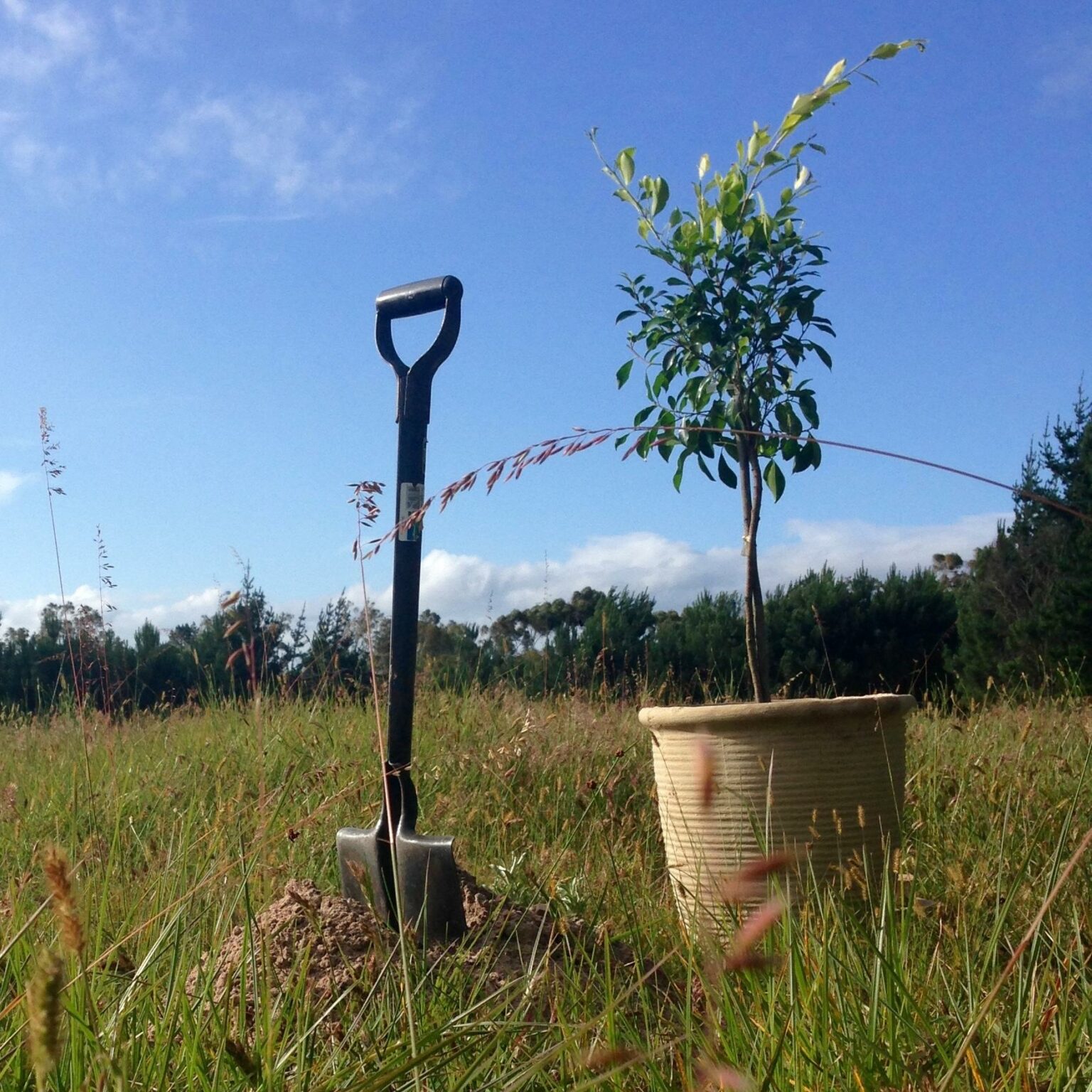 Tree Planting Techniques - Landscape Fix