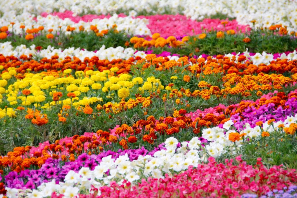 Colorful Flower Bed