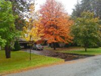 Best Trees to Plant in the Front Yard