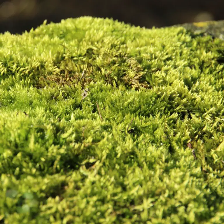 How To Grow A Moss Lawn Landscape Fix