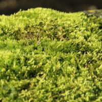 How To Grow A Moss Lawn