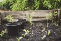 Best Plants for Raised Garden Beds