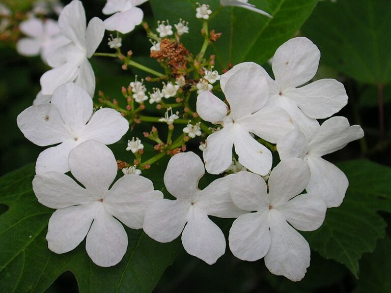 Water Absorbing Plants for Your Yard Landscape Fix