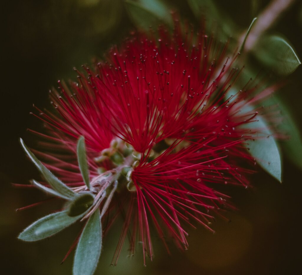 Best Plants for Yards with Dogs Landscape Fix