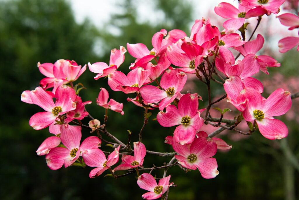 YearRound Plants for Front Yard for a Beautiful, Refreshing Space