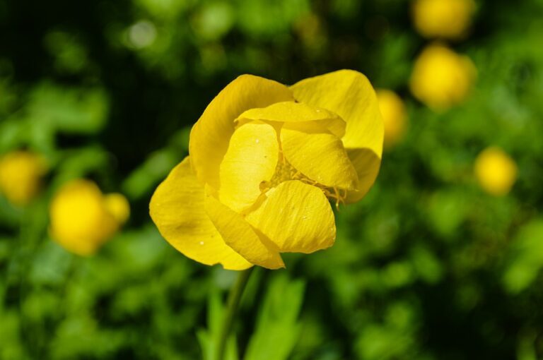 Water Absorbing Plants for Your Yard Landscape Fix