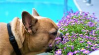 Best Plants for Yards with Dogs