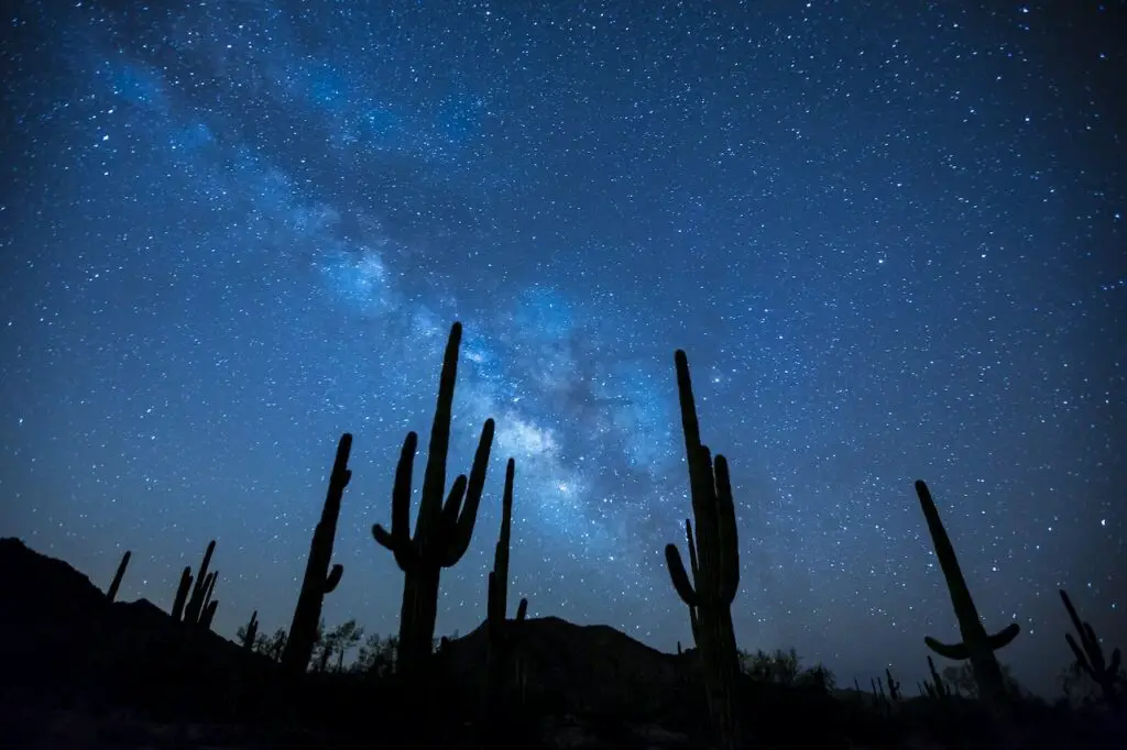 Tall cactus at night