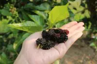How To Grow Mulberry In Your Home Garden