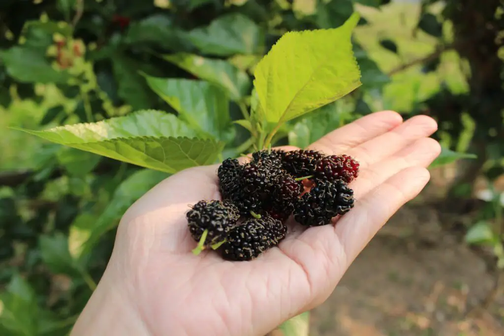 mulberries in the hand