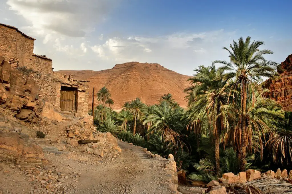 Palm trees in the desert