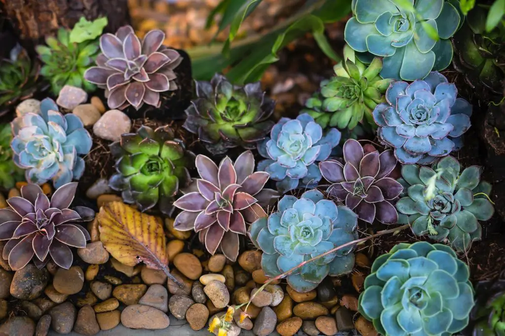 bed of succulents