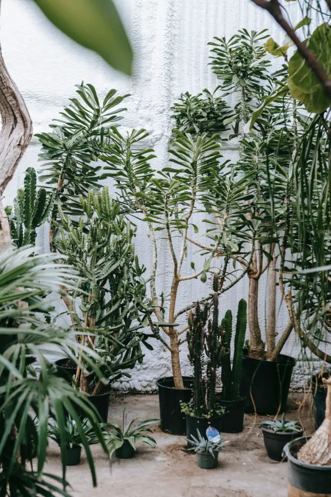 cactus and palms