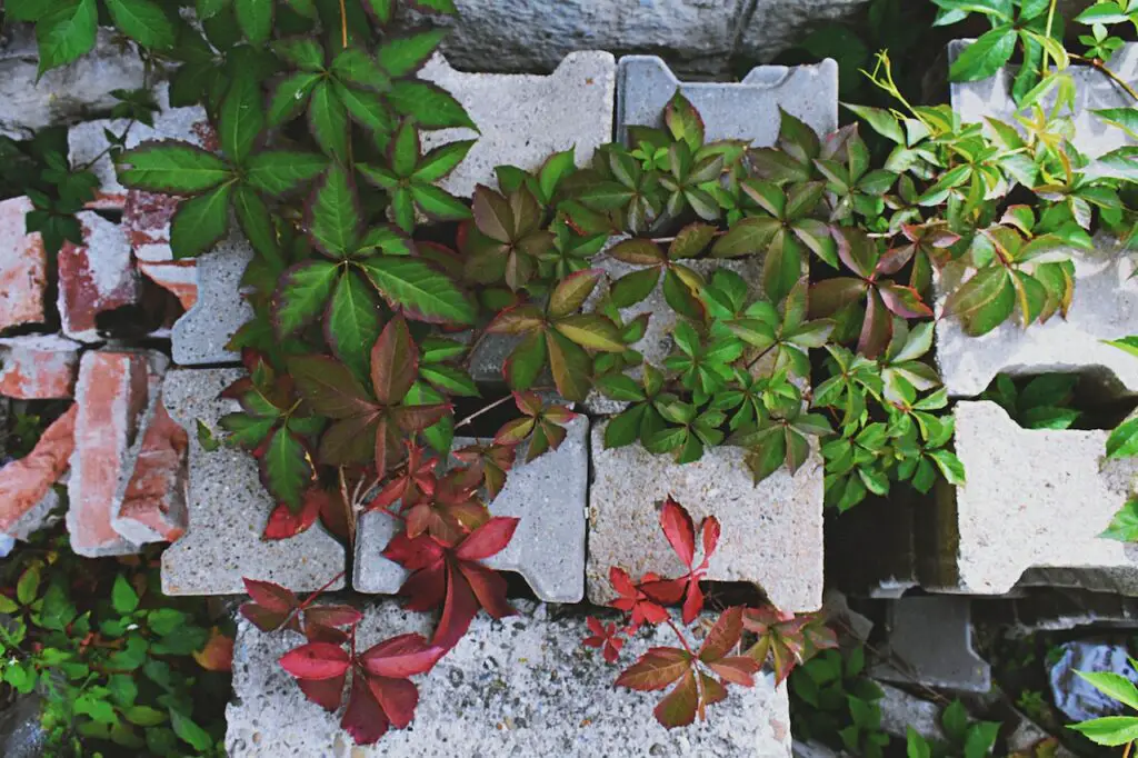 plants and cinder blocks