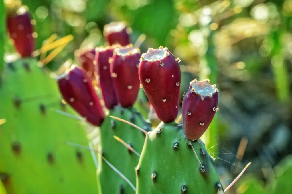 Prickly pear cactus