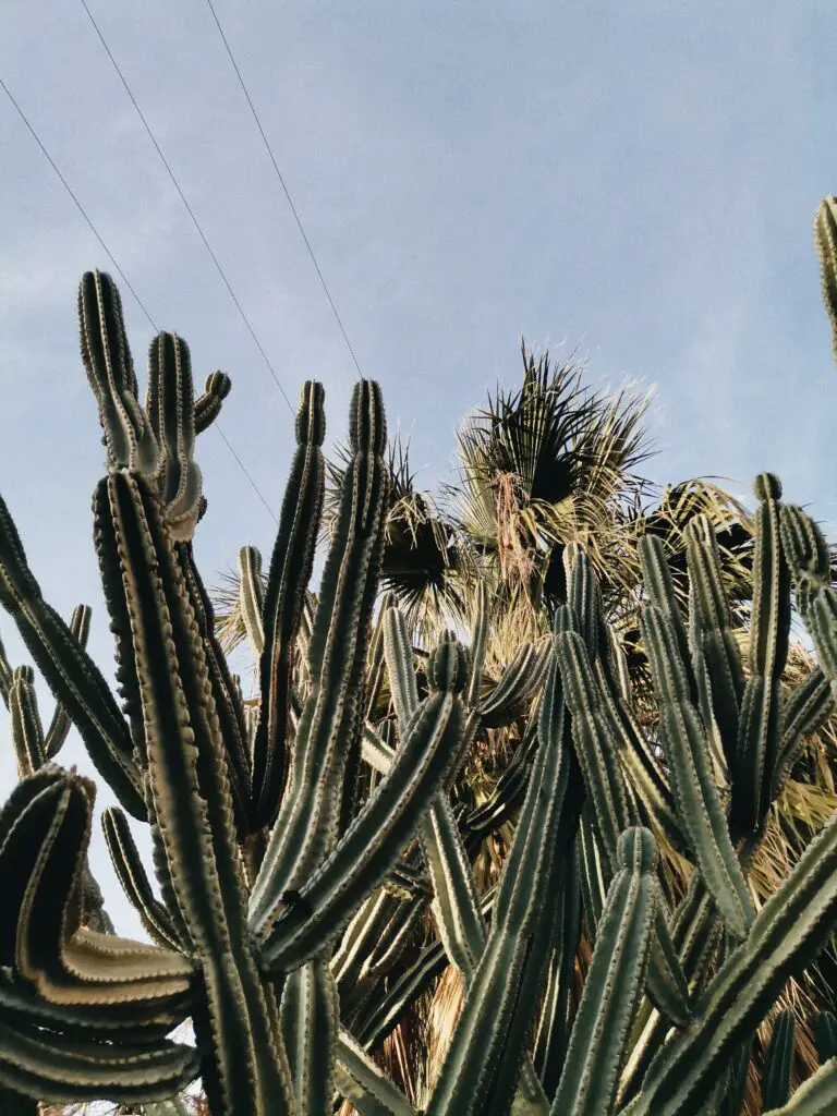 large cactus and palms