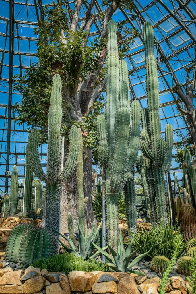 plants around tall cactus