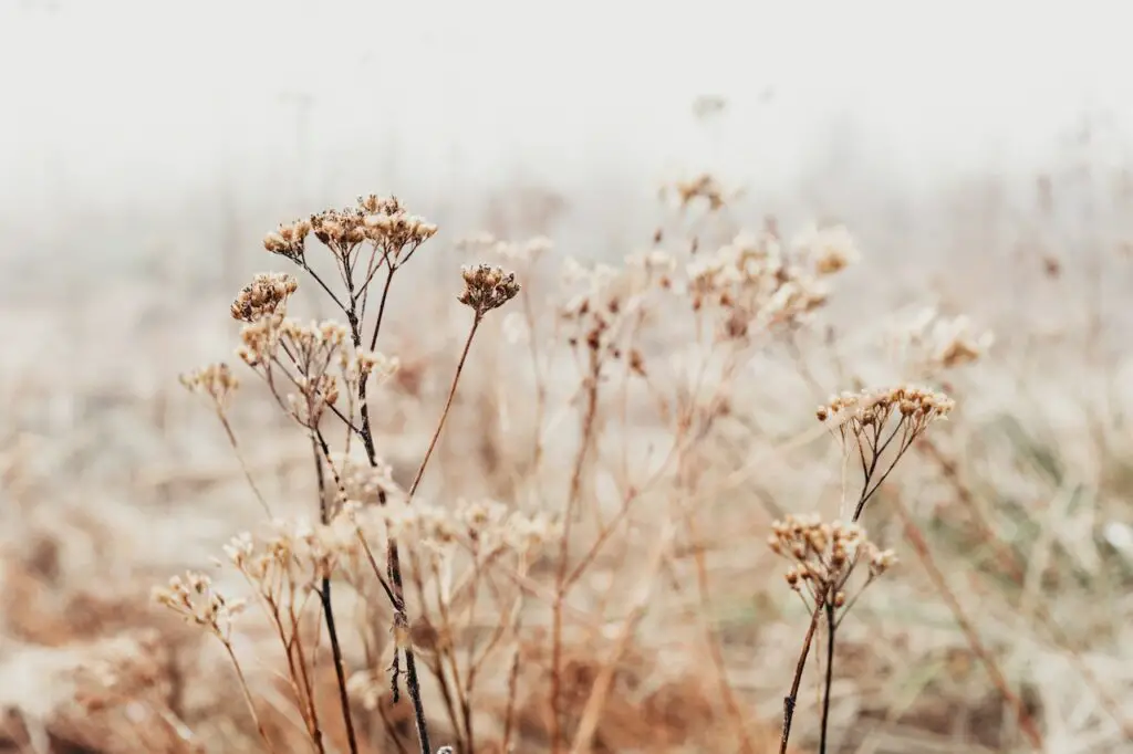 dry grasses