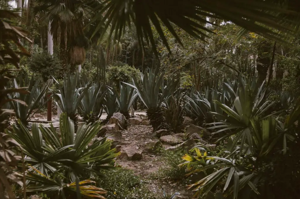 palms and cactus