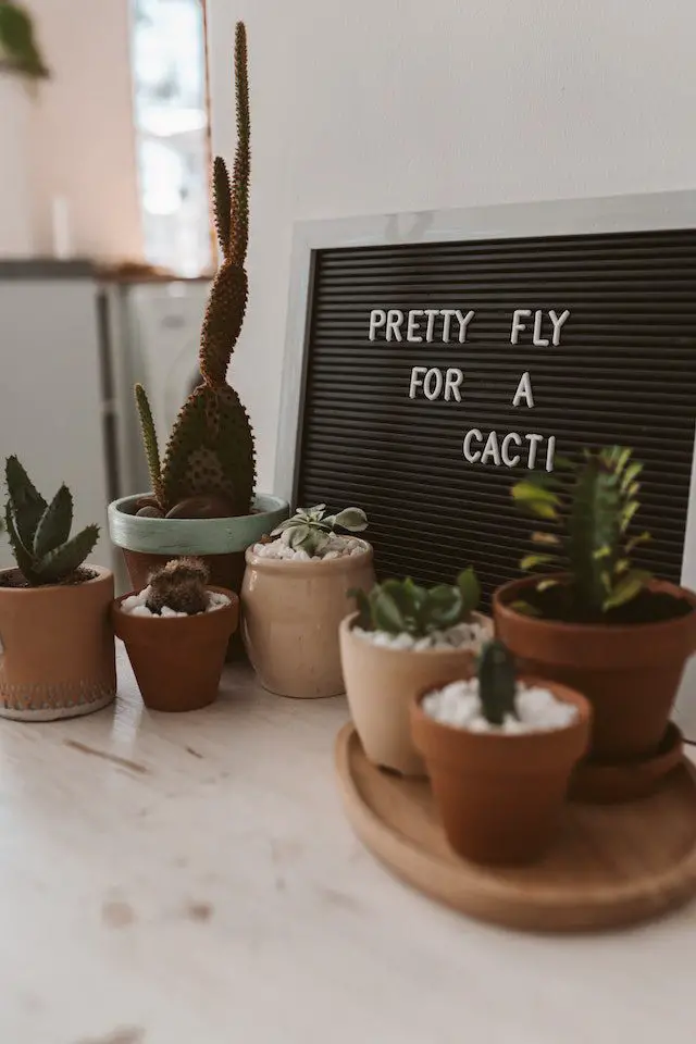 small succulents and cacti