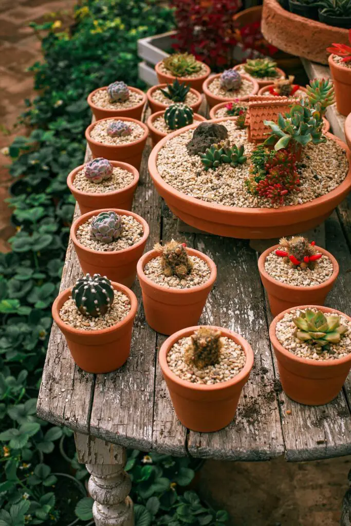 Potted plants on a table