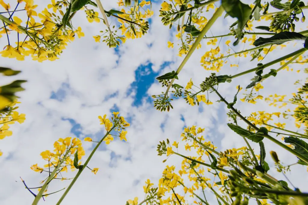 yellow flowers and blue sky