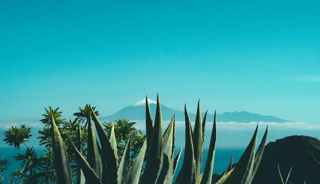 Agave and mountain
