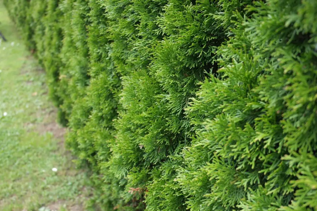 evergreen border hedge