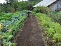 Use of Herbs Instead of Insecticides