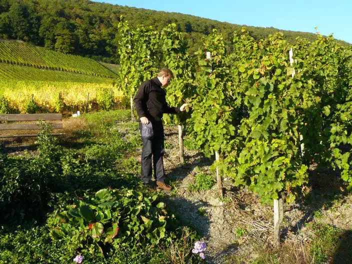 grape vine growing