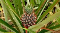 How to Grow Pineapple in Your Home Garden
