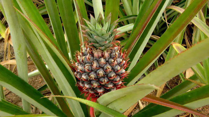 A pineapple growing outdoors